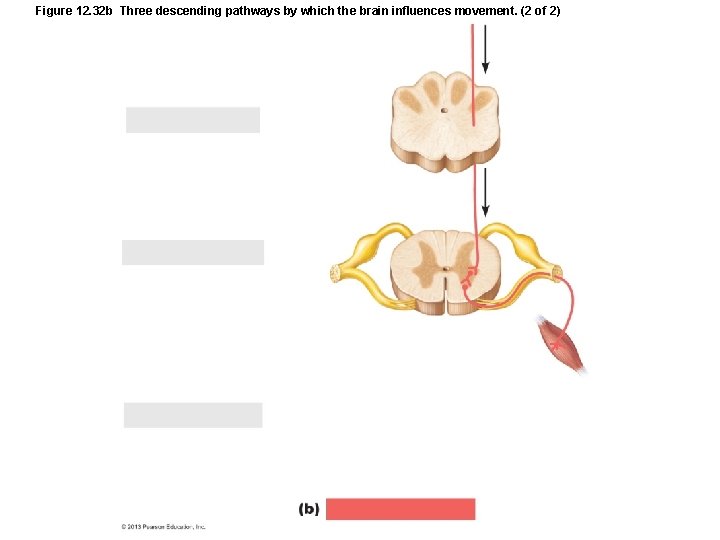 Figure 12. 32 b Three descending pathways by which the brain influences movement. (2
