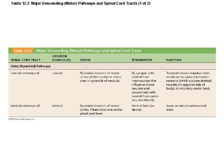 Table 12. 3 Major Descending (Motor) Pathways and Spinal Cord Tracts (1 of 2)