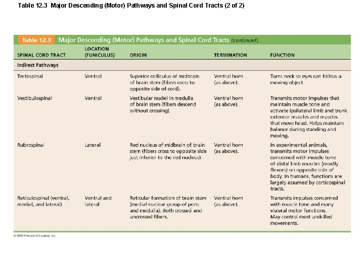 Table 12. 3 Major Descending (Motor) Pathways and Spinal Cord Tracts (2 of 2)