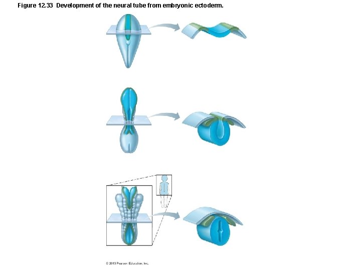 Figure 12. 33 Development of the neural tube from embryonic ectoderm. 