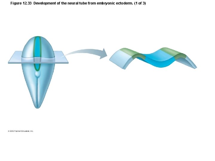 Figure 12. 33 Development of the neural tube from embryonic ectoderm. (1 of 3)