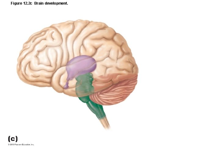 Figure 12. 2 c Brain development. 