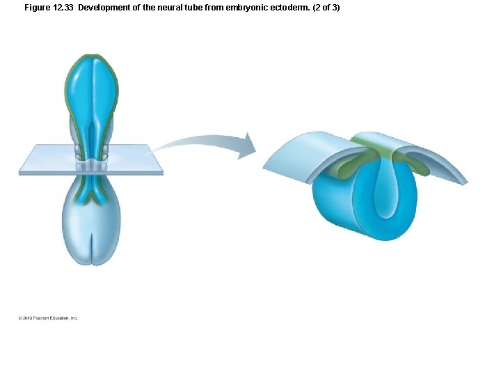 Figure 12. 33 Development of the neural tube from embryonic ectoderm. (2 of 3)