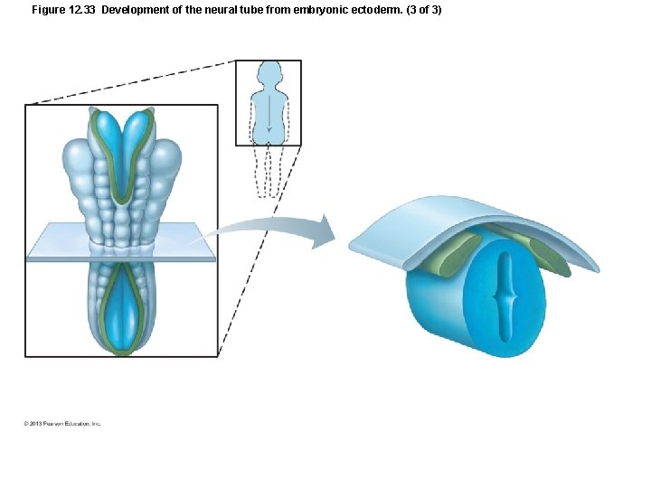 Figure 12. 33 Development of the neural tube from embryonic ectoderm. (3 of 3)