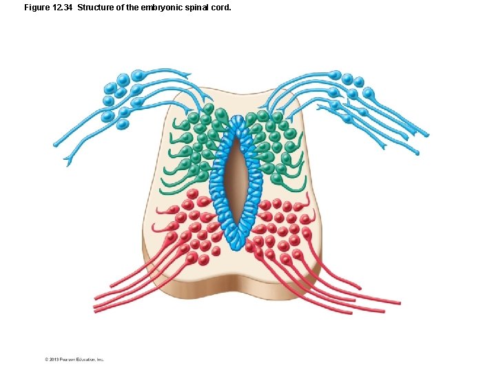 Figure 12. 34 Structure of the embryonic spinal cord. 