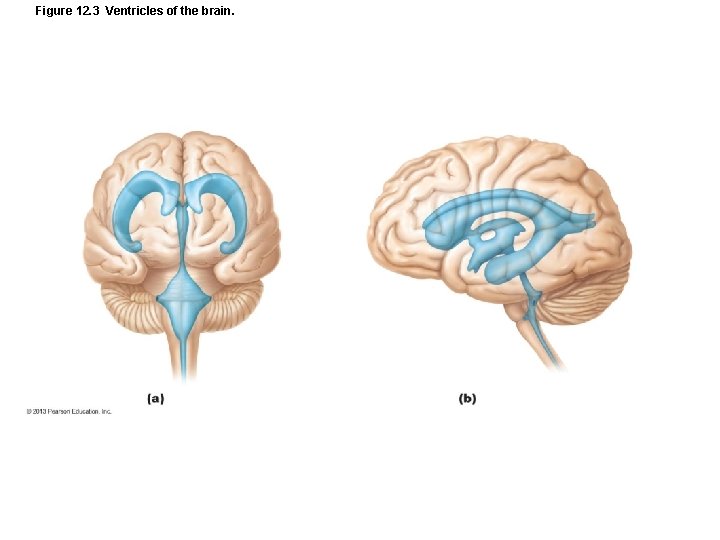 Figure 12. 3 Ventricles of the brain. 