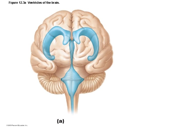 Figure 12. 3 a Ventricles of the brain. 