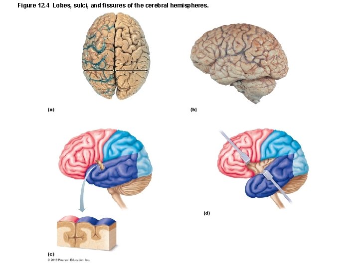 Figure 12. 4 Lobes, sulci, and fissures of the cerebral hemispheres. 