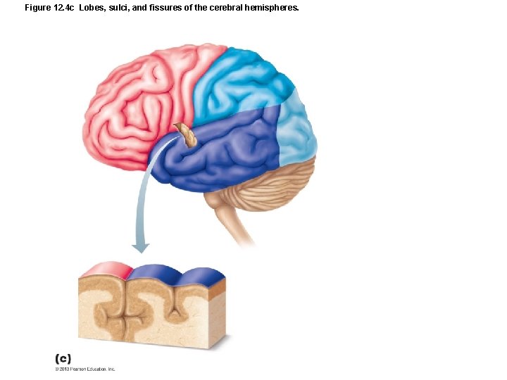 Figure 12. 4 c Lobes, sulci, and fissures of the cerebral hemispheres. 