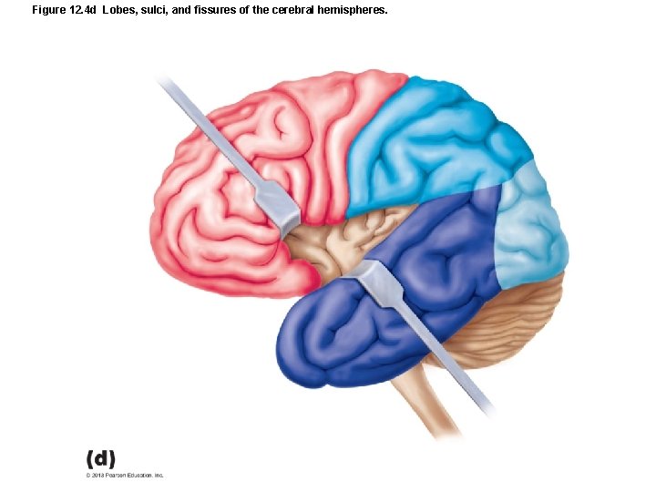 Figure 12. 4 d Lobes, sulci, and fissures of the cerebral hemispheres. 