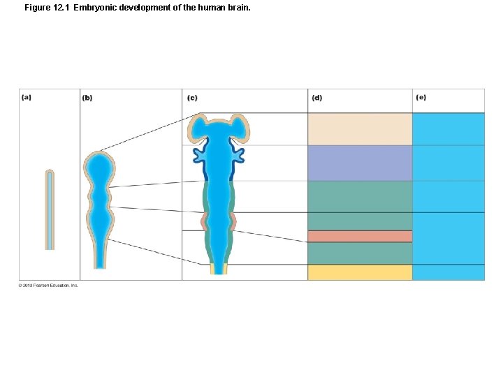 Figure 12. 1 Embryonic development of the human brain. 