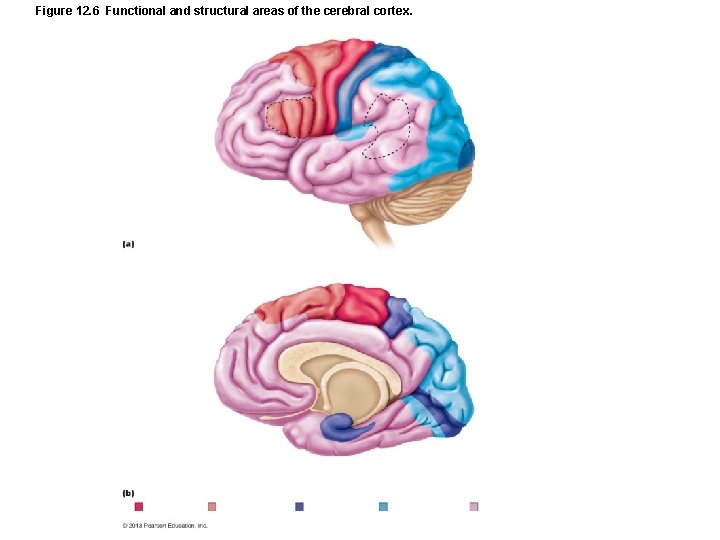 Figure 12. 6 Functional and structural areas of the cerebral cortex. 