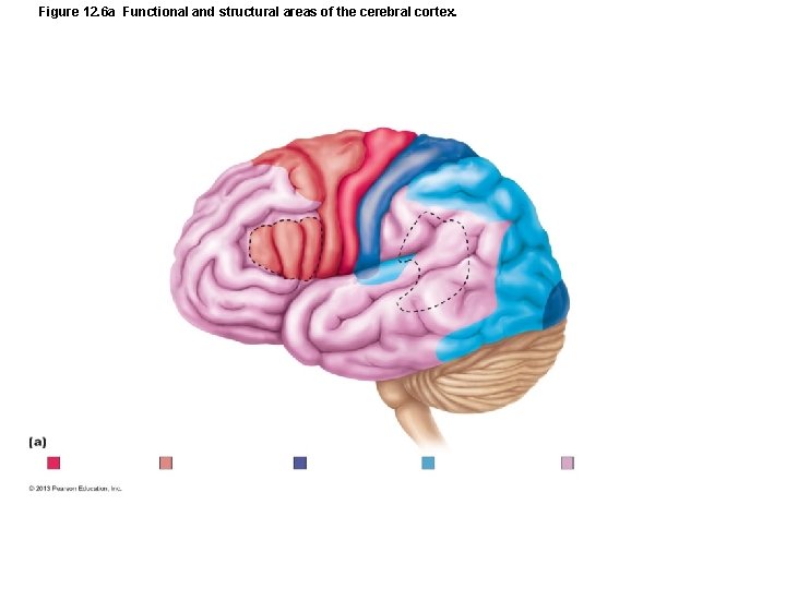 Figure 12. 6 a Functional and structural areas of the cerebral cortex. 