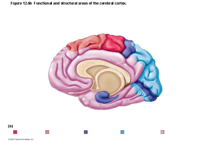 Figure 12. 6 b Functional and structural areas of the cerebral cortex. 