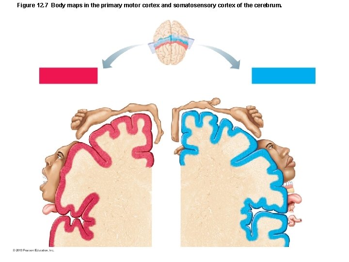 Figure 12. 7 Body maps in the primary motor cortex and somatosensory cortex of