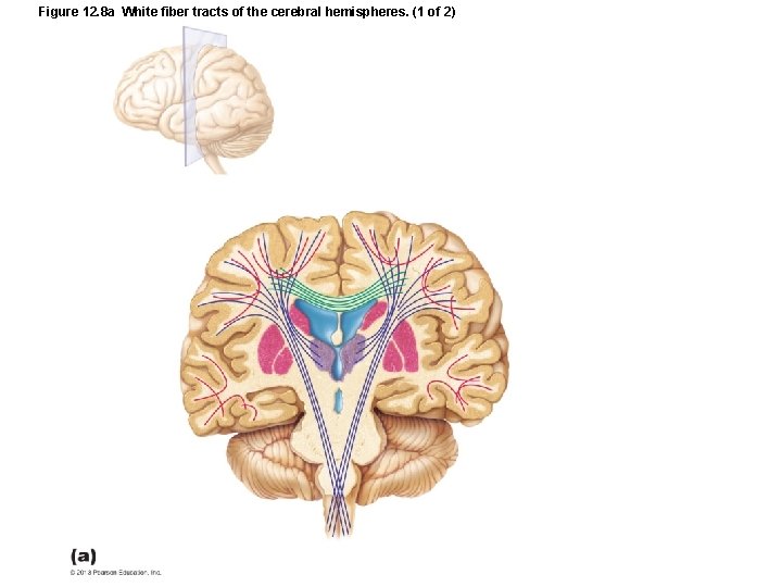 Figure 12. 8 a White fiber tracts of the cerebral hemispheres. (1 of 2)