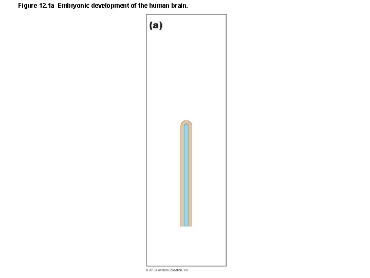 Figure 12. 1 a Embryonic development of the human brain. 