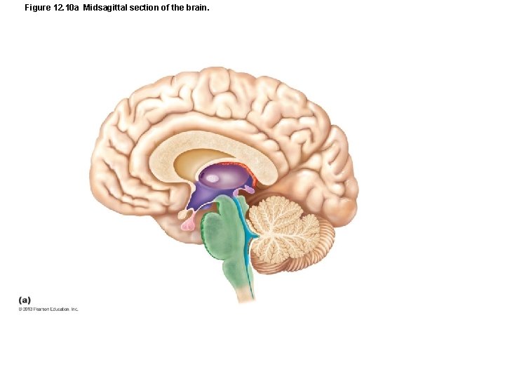 Figure 12. 10 a Midsagittal section of the brain. 