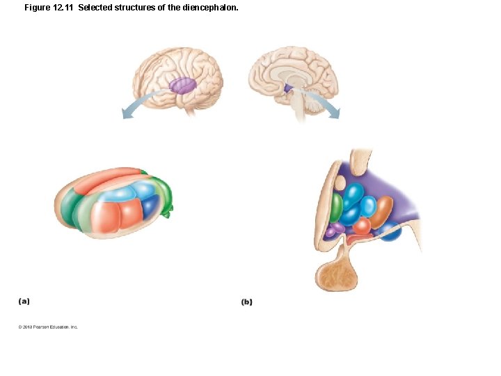 Figure 12. 11 Selected structures of the diencephalon. 