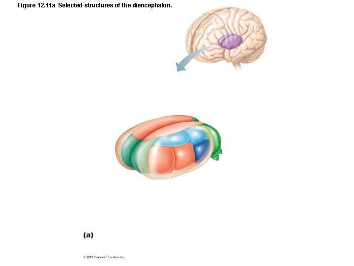 Figure 12. 11 a Selected structures of the diencephalon. 