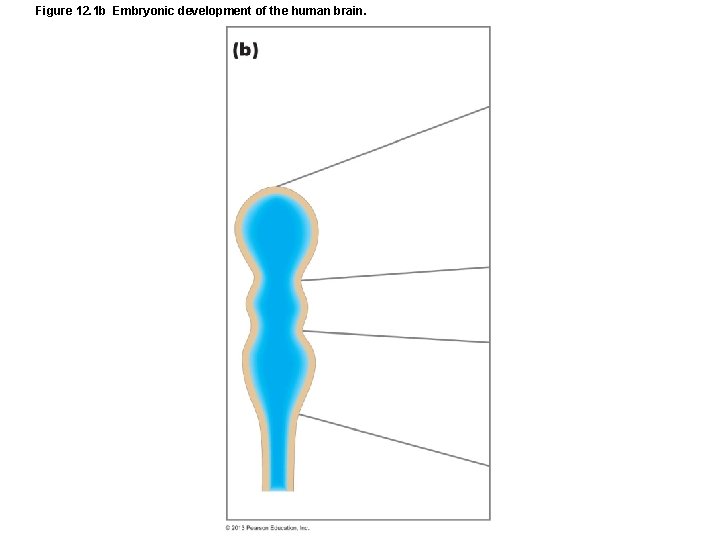 Figure 12. 1 b Embryonic development of the human brain. 