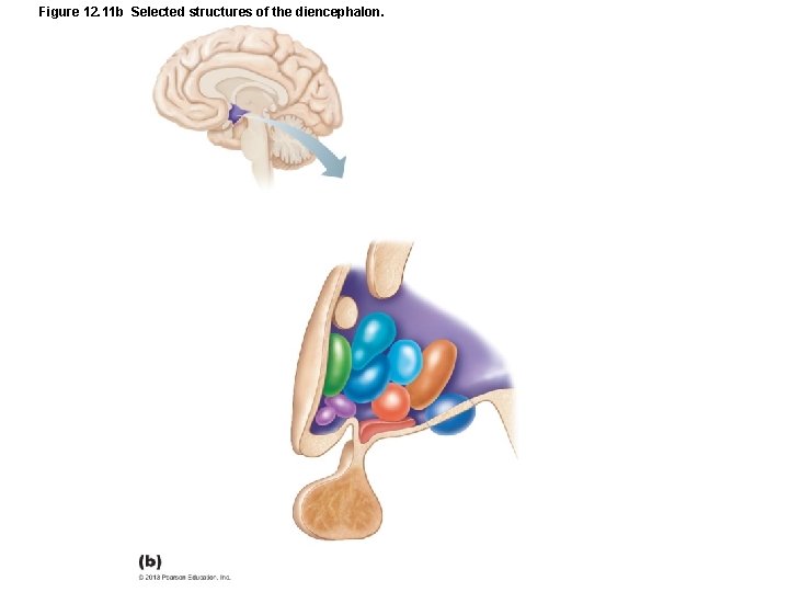 Figure 12. 11 b Selected structures of the diencephalon. 