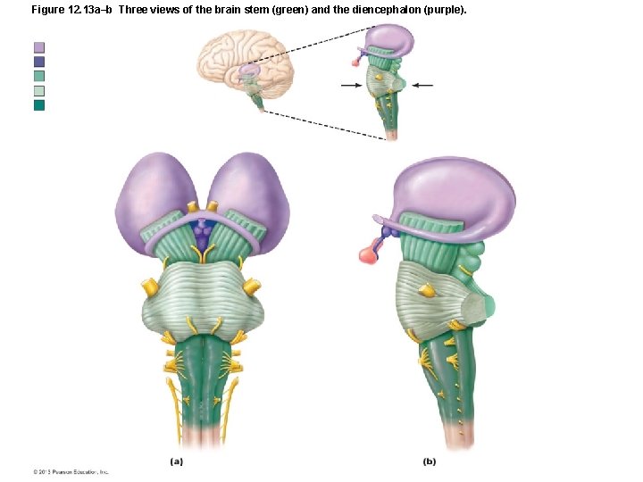 Figure 12. 13 a–b Three views of the brain stem (green) and the diencephalon