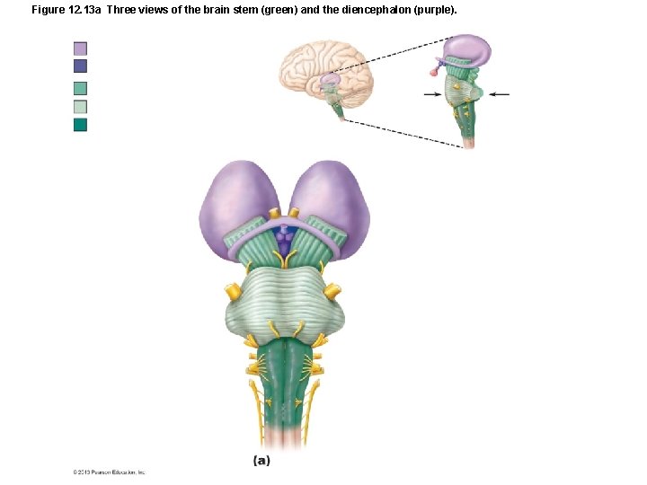 Figure 12. 13 a Three views of the brain stem (green) and the diencephalon