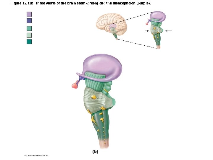 Figure 12. 13 b Three views of the brain stem (green) and the diencephalon
