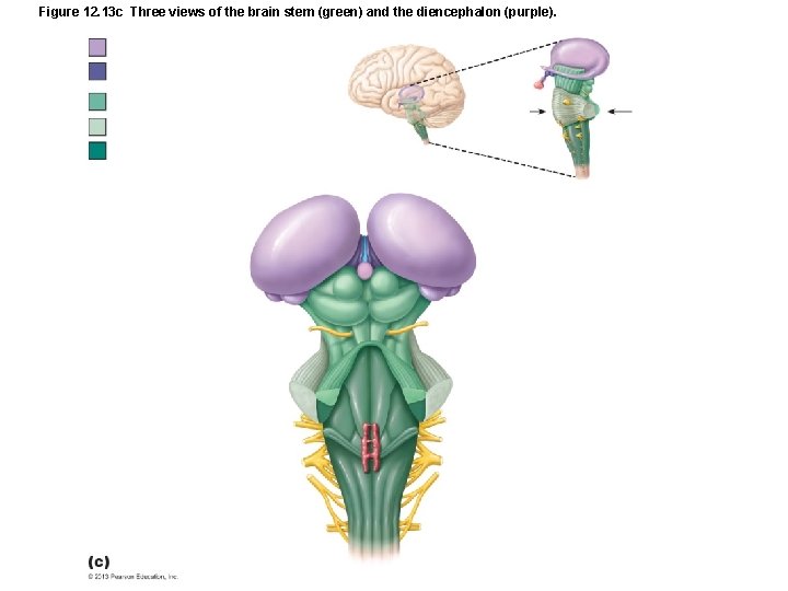 Figure 12. 13 c Three views of the brain stem (green) and the diencephalon