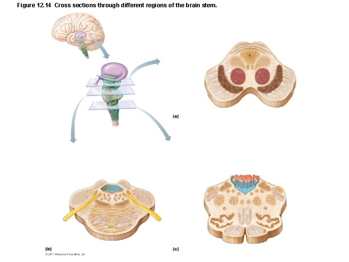 Figure 12. 14 Cross sections through different regions of the brain stem. 