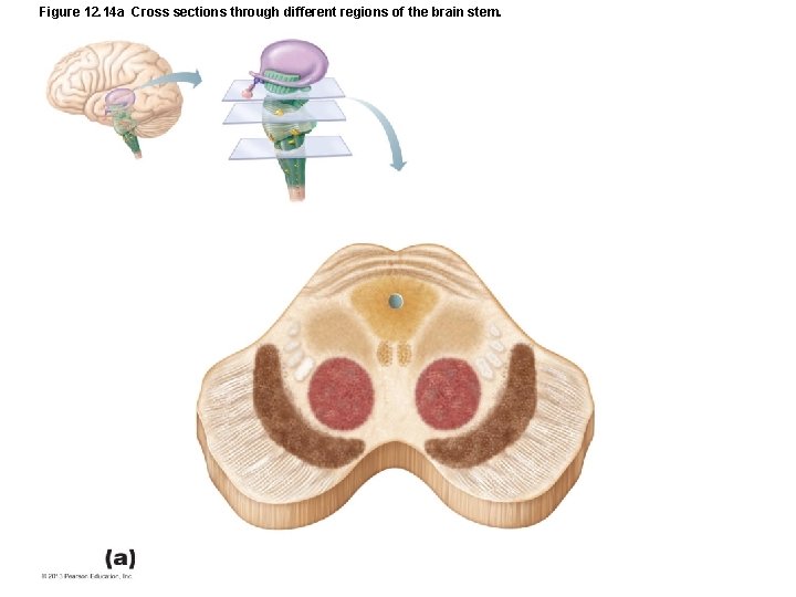 Figure 12. 14 a Cross sections through different regions of the brain stem. 