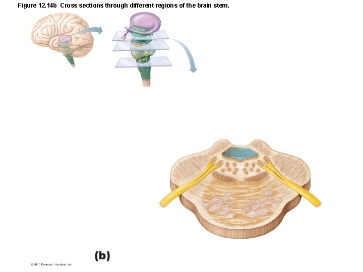 Figure 12. 14 b Cross sections through different regions of the brain stem. 
