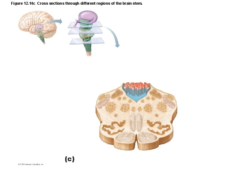 Figure 12. 14 c Cross sections through different regions of the brain stem. 