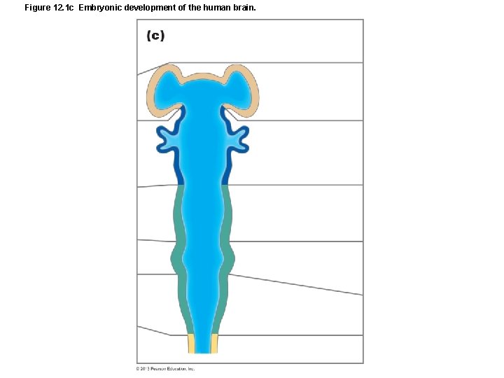 Figure 12. 1 c Embryonic development of the human brain. 