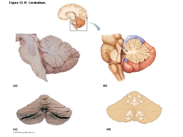 Figure 12. 15 Cerebellum. 