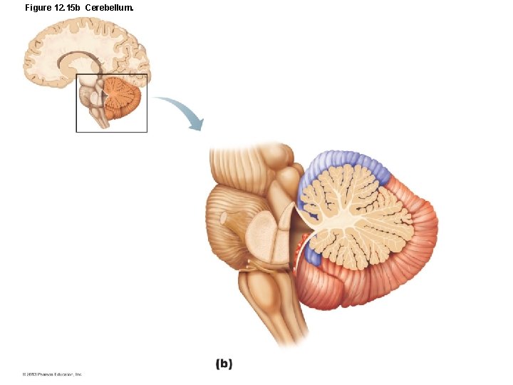 Figure 12. 15 b Cerebellum. 