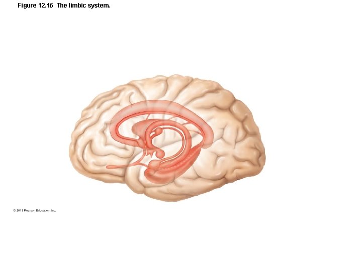 Figure 12. 16 The limbic system. 