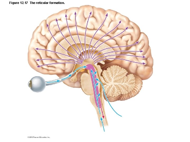 Figure 12. 17 The reticular formation. 