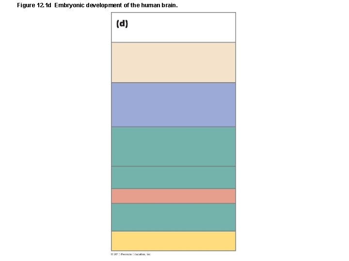 Figure 12. 1 d Embryonic development of the human brain. 