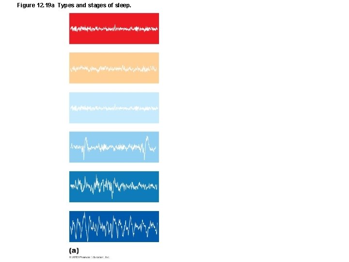 Figure 12. 19 a Types and stages of sleep. 