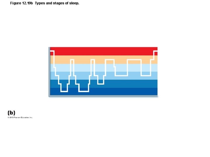 Figure 12. 19 b Types and stages of sleep. 