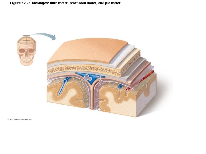 Figure 12. 22 Meninges: dura mater, arachnoid mater, and pia mater. 