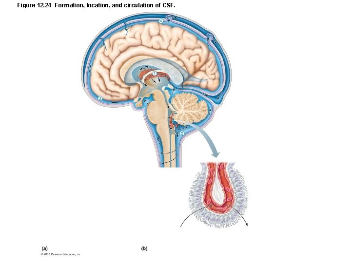 Figure 12. 24 Formation, location, and circulation of CSF. 