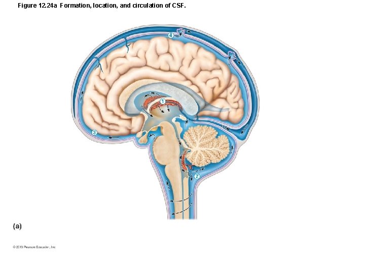 Figure 12. 24 a Formation, location, and circulation of CSF. 