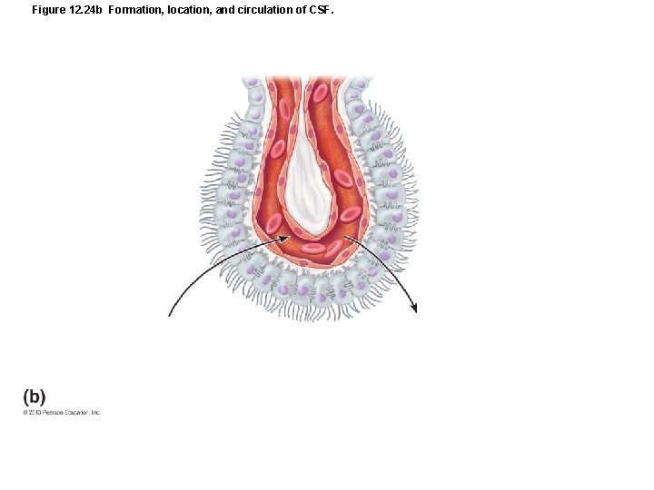 Figure 12. 24 b Formation, location, and circulation of CSF. 
