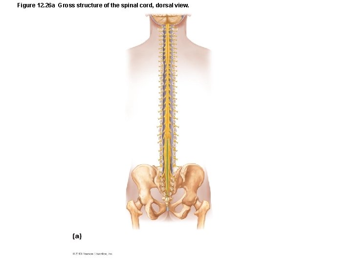 Figure 12. 26 a Gross structure of the spinal cord, dorsal view. 
