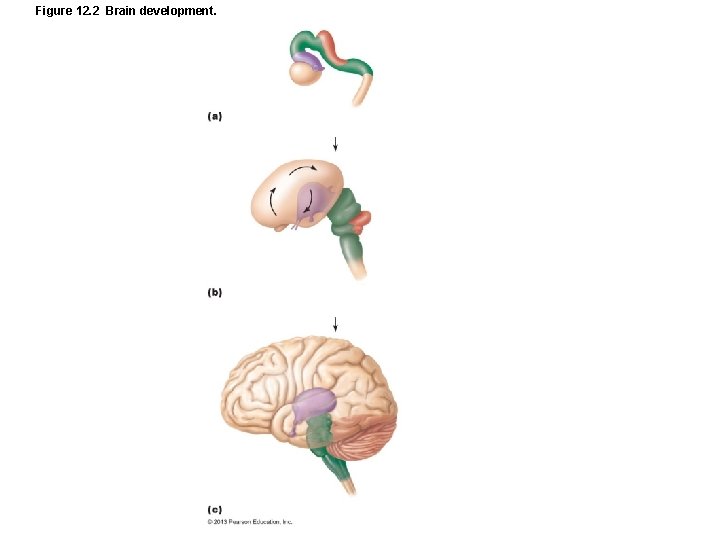 Figure 12. 2 Brain development. 