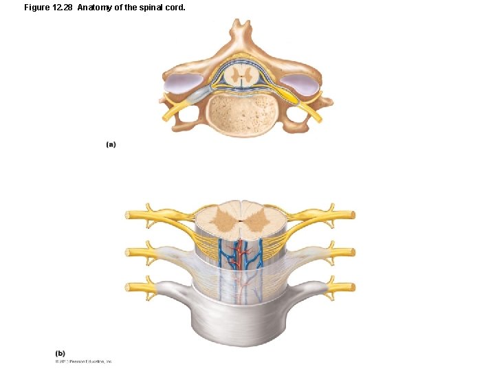 Figure 12. 28 Anatomy of the spinal cord. 