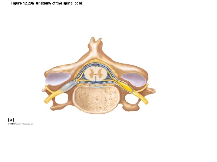 Figure 12. 28 a Anatomy of the spinal cord. 
